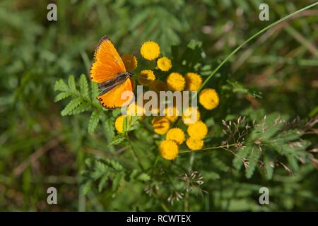 Knappe Kupfer Schmetterling (Lycaena virgaureae), Lüneburger Heide, Niedersachsen Stockfoto