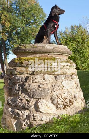 Hund auf Sockel, Schloss Belvedere schloss Gärten, Weimar, Thüringen, PublicGround Stockfoto