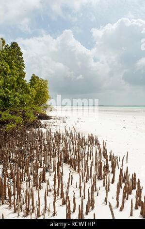 Mangrove, Wald, Baum (Rhizophora), Stelzenläufer Wurzeln, Michanwi Bay Beach, Jozani-Chwaka-Bay National Park, Sansibar, Tansania Stockfoto