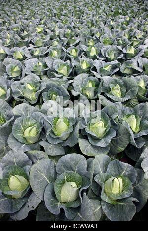 Wies Schatz Kohl wächst auf einem Feld Stockfoto