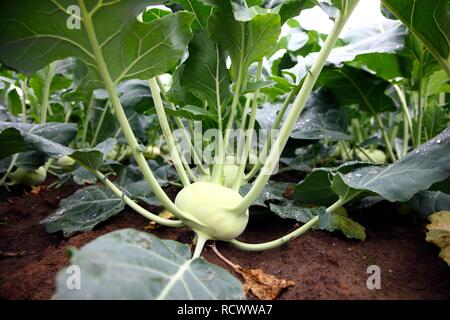 Kohlrabi oder Stammzellen Rüben wachsen auf ein Feld Stockfoto