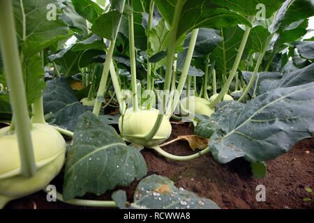 Kohlrabi oder Stammzellen Rüben wachsen auf ein Feld Stockfoto