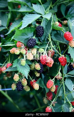 Brombeeren (Rubus kapite Rubus), wächst an einem Weinstock in verschiedenen Phasen der Reife Stockfoto