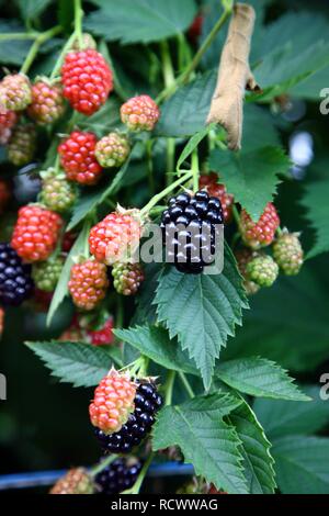 Brombeeren (Rubus kapite Rubus), wächst an einem Weinstock in verschiedenen Phasen der Reife Stockfoto