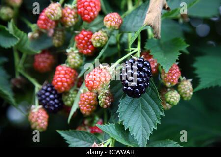 Brombeeren (Rubus kapite Rubus), wächst an einem Weinstock in verschiedenen Phasen der Reife Stockfoto