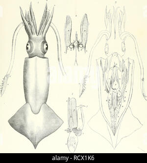 . Beschreibungen von einigen neuen und seltenen Cephalopoda. Cephalopoda. Sra^^^ eM^^-o-^. XI^m 9^. J. S-millilh. OTNfYCHOTEUTHIS RAPTOR'? 2^ 5^&gt;"... Bitte beachten Sie, dass diese Bilder sind von der gescannten Seite Bilder, die digital für die Lesbarkeit verbessert haben mögen - Färbung und Aussehen dieser Abbildungen können nicht perfekt dem Original ähneln. extrahiert. Owen, Richard, 1804-1892. [London: Zoologische Gesellschaft?] Stockfoto