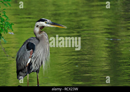 Great Blue Heron an Mingo National Wildlife Refuge in der Nähe von Puxico, Missouri. Sümpfe in der bootheel. Foto von Kyle Spradley | www.kspradleyphoto.com Stockfoto