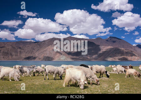 Herde von Ziegen weiden auf der Wiese in der Nähe des Highland See Pangong Tso in Ladakh region, Indien Stockfoto