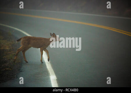 Hirsch ein Hurricane Ridge Road im Olympic National Park in Washington. Foto von Kyle Spradley | © Kyle Spradley Fotografie | www.kspradleyph Stockfoto