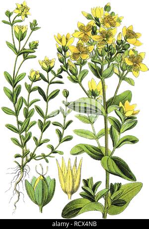 Nachgestellte Johanniskraut (Hypericum humifusum) und St. Peter, das Johanniskraut (Hypericum tetrapterum peterwort) auf der rechten Seite Stockfoto