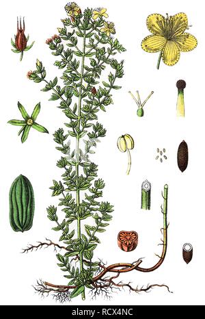 Johanniskraut (Hypericum perforatum), Heil- und Nutzpflanzen, chromolithography, 1880 Stockfoto