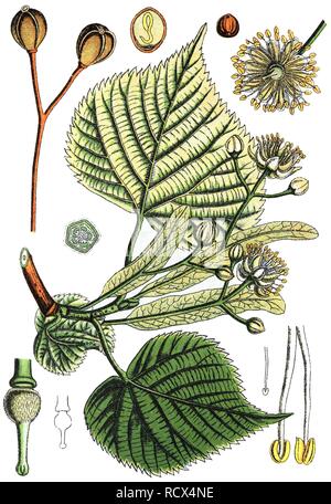 Large leaved Lime (Tilia platyphyllos Subsp cordifolia), Heil- und Nutzpflanzen, chromolithography, 1880 Stockfoto