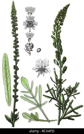 Dyer's Rocket, Dyer Unkraut (Reseda Luteola), Heil- und Nutzpflanzen, chromolithography, 1880 Stockfoto