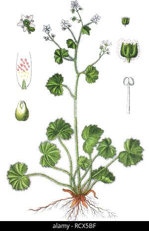 Runde - Blätterte Steinbrech (Saxifraga rotundifolia), Arzneimittel und nützliche Pflanze, chromolithograph, 1881, historische Darstellung Stockfoto