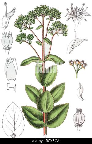 Orpine, Lebenslanges, Frog's - Magen oder Hexe Geldsäcke (Hylotelephium telephium, Syn.: Sedum telephium L.) Stockfoto