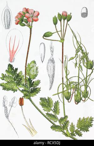 Redstem filaree oder Common Stork's-Rechnung (Erodium cicutarium), Arzneimittel und nützliche Pflanze, chromolithograph, 1881 Stockfoto