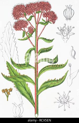 Orpine, Lebenslanges, Frog's - Magen oder Hexe Geldsäcke (Hylotelephium telephium, Syn. Sedum telephium L.) Stockfoto