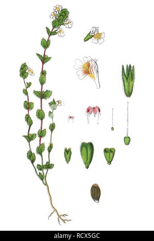 Gemeinsame Augentrost (Euphrasia officinalis, Syn. Euphrasia curta), Heilpflanzen, nützliche Pflanze, chromolithography, 1888 Stockfoto