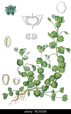 Graues Feld-Ehrenpreis (Veronica polita), Heilpflanzen, nützliche Pflanze, chromolithography, 1888 Stockfoto