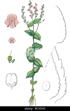 Nessel-leaved Ehrenpreis (Veronica urticifolia), Heilpflanzen, nützliche Pflanze, chromolithography, 1888 Stockfoto