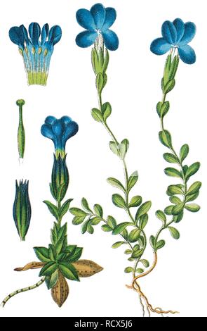 Bayerische Enzian (Gentiana Bavarica) links, Feder Enzian (Gentiana verna) rechts, Heilpflanze, nützliche Pflanze Stockfoto