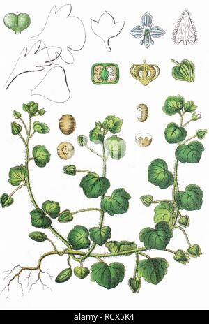 Ivy-leaved Ehrenpreis (Veronica hederifolia), chromolithography, 1888 Stockfoto