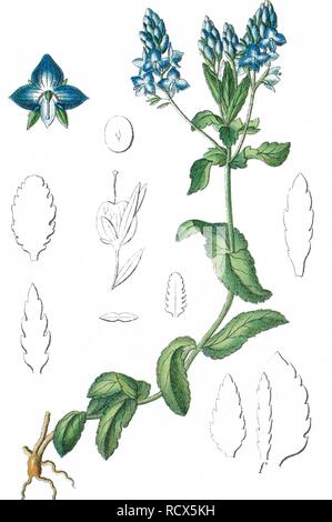 Weitläufige Ehrenpreis (Veronica prostrata), Heilpflanzen, nützliche Pflanze, chromolithography, 1888 Stockfoto