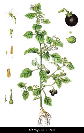 Europäische Schwarzer Nachtschatten (Solanum nigrum), Heilpflanzen, nützliche Pflanze, chromolithography, 1888 Stockfoto