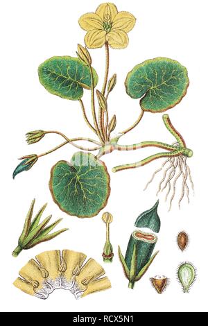 Fransen Wasserlilie, Gelb floating - Herz, Wasser fringe (nymphoides Peltata), Heilpflanzen, nützliche Pflanze, chromolithography Stockfoto