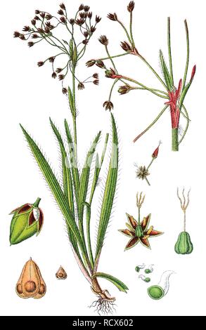 Haarige Holz - Rush (luzula Pilosa), Heilpflanzen, nützliche Pflanze, chromolithograph, 1876 Stockfoto