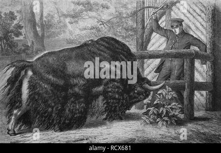 Black Yak (Bos Mutus), Holzschnitt, ca. 1880 Stockfoto