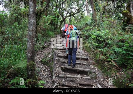 Machame Route, Beginn der Besteigung des Mount Kilimanjaro durch den tropischen Regenwald, Tansania, Afrika Stockfoto