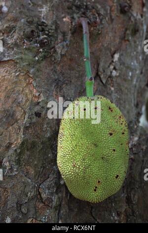 Durian (Durio zibethinus) Frucht am Baum, Sansibar, Tansania, Afrika Stockfoto