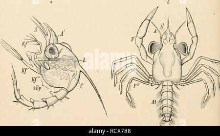 . Elementare Lehrbuch der Zoologie. Zoologie. 468 CBTJSTACEA. der Schlitze vorhanden ist. Die facettierten Augen sind von beträchtlicher Größe, sind aber nicht verfolgt. Zwischen den facettierten Augen gibt zusätzlich eine ungepaarte einfache Auge ist, die Entomostracan Auge. Die Larven des Zowa short-tailed Decapoda (Krabben) sind in der Regel bewaffnet mit dornfortsätzen. Sie haben in der Regel eine frontale Wirbelsäule, einem langen, gebogenen Stachelstrahl, und zwei seitliche Dornfortsätzen der Cephalo - Brust- Schild. Die Zo" ein, ist jedoch nicht immer die frühesten Larvenstadium. Über die Fälle, in denen die Larven der Npv hat? e Stockfoto