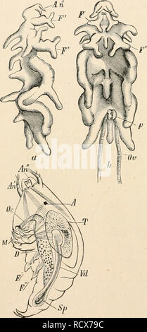 . Elementare Lehrbuch der Zoologie. Zoologie. 434 Krebstiere. Derzeit werden weitere Segmentierung. Viele parasitäre Copepoda, jedoch über die Reihe der Nauplius Formen, und die Larve, sobald geschlüpft, durchläuft eine Molt, und erscheint auf einmal in der jüngsten Cyclops Form, mit Antennen für die Einhaltung und Mund Teile für Piercing (Bild angepasst. 344). Aus diesem Stadium durchlaufen Sie eine rückwärtsgewandte Metamorphose, in dem Sie an einen Host angeschlossen werden, mehr oder weniger kom- plett die Segmentierung des liody, die unregelmässig in Form wächst, Sie werfen Ihre swim-ming Füßen verlieren, und auch das Auge verlieren, Stockfoto