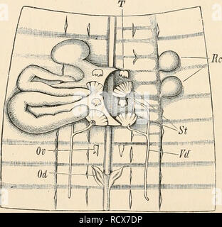 . Elementare Lehrbuch der Zoologie. Zoologie. 384 CHJETOPODA. co-im gleichen Segment mit Segmentinformationen Organe (Lumhritido vorhanden. ). In die Erde - Wurm, deren generativen Organe zuerst genau durch E. Hering, der weiblichen Apparat beschrieben wurden, besteht aus zwei Eierstöcke im 13 Segment, * und zwei oviducts, die mit Trompete beginnen-förmigen Öffnungen in die Körperhöhle, enthalten mehrere Eier in einem Dila-tation und nach außen offen auf beiden Seiten um die ventrale Oberfläche des 14-Segment. Es gibt darüber hinaus in der 9. und 10 Segmenten zwei Paare von receptacula Seminis, die an der Kreuzung öffnen Stockfoto