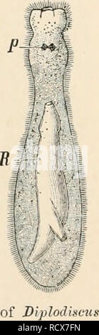 . Elementare Lehrbuch der Zoologie. Zoologie. Abb. 256.-a, Embryo von giibclavattu (nach G. Wagener). D, Speiseröhre; Ex, excre - tory System. Ich, Embryo von Mo-iwxtomitm miifulilf (nach v. Sie-. Bitte beachten Sie, dass diese Bilder sind von der gescannten Seite Bilder, die digital für die Lesbarkeit verbessert haben mögen - Färbung und Aussehen dieser Abbildungen können nicht perfekt dem Original ähneln. extrahiert. Claus, Carl, 1835-1899; Sedgwick, Adam, 1854-1913; Sinclair, F. G. (Friedrich Granville), b. 1858. New York: Macmillan Stockfoto