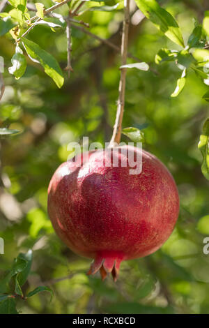 Reifer Granatapfel Obst auf einem Ast close-up Stockfoto