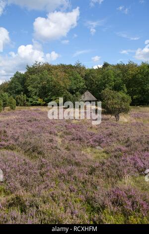 Blick vom Hügel Wilseder Berg, Lüneburger Heide, Niedersachsen Stockfoto