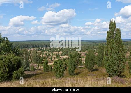 Blick vom Hügel Wilseder Berg, Lüneburger Heide, Niedersachsen Stockfoto