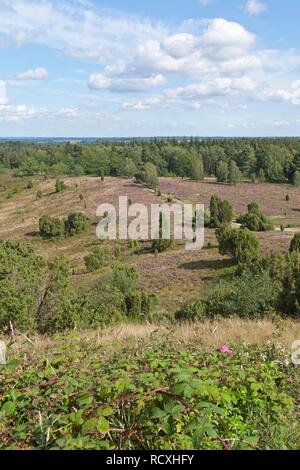 Totengrund, Heide, Lüneburger Heide, Niedersachsen Stockfoto