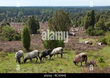 Herde von Heidschnucke moorland Schafe in der Nähe von wilsede Totengrund, Lüneburger Heide, Niedersachsen Stockfoto