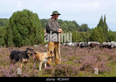 Hirte mit Schafe Hunde und eine Herde Schafe Heidschnucke Moor in der Nähe von wilsede Steingrund, Lüneburger Heide, Niedersachsen Stockfoto