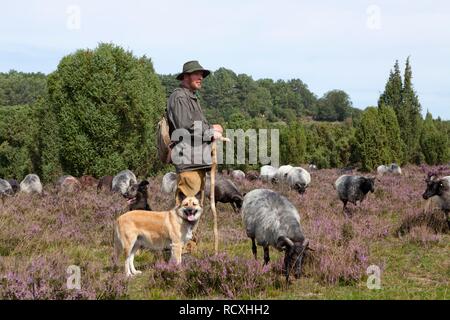 Hirte mit Schafe Hunde und eine Herde Schafe Heidschnucke Moor in der Nähe von wilsede Steingrund, Lüneburger Heide, Niedersachsen Stockfoto