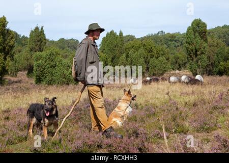 Hirte mit Schafe Hunde und eine Herde Schafe Heidschnucke Moor in der Nähe von wilsede Steingrund, Lüneburger Heide, Niedersachsen Stockfoto