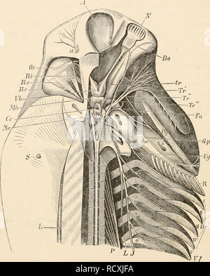 . Elementare Lehrbuch der Zoologie. Zoologie. 138 Fische. Cyclostomen" allein, wo es von der Vagus und durch Fasern der spinalen Nerven vertreten ist. Das Rückenmark, die Masse der Con-- Fa. Abb. 588.-Gehirn und den vorderen Teil des Rückenmarks und der Nerven des Hexanchus Gegenbaur grisews (nach). Die Nerven sind auf der rechten Seite seziert; das rechte Auge entfernt. A, Vorderer Hohlraum des Schädels; N, Nasal capsule; Vh, Fore-Gehirn (zerebrale Hemisphären); Mh, Mid-brain (Lappen); Ce, Kleinhirn; Mo, Medulla oblongata; Bo, Riechkolben, Tr, trochlea Nerv (vierte Nerv); Tr', f Stockfoto