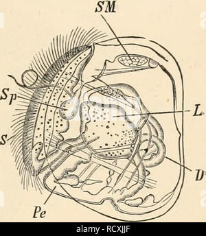 . Elementare Lehrbuch der Zoologie. Zoologie. LAMELLIBRANCHIATA. Danach; während das Herz, Niere, und die Kiemen sind noch später in ihrem Aussehen. Unter der vorläufigen Regelung der velum, die sich aus den Seiten des preeoral ciliated Ring fährt, ist sehr allgemein, als auch im Freien schwimmen larv: vj hat die Form eines großen Ciliated Ring oder Kragen. Die Entwicklung der Süßwasser-Formen (Cyclas, Unio, Anodonta, in dem die Eier und Embryonen in gut geschützten Brut enthalten sind, Beutel, in der Regel können direkt aufgerufen werden. Die marine Lamelli - Branchen, auf der anderen Seite, sind geboren Stockfoto