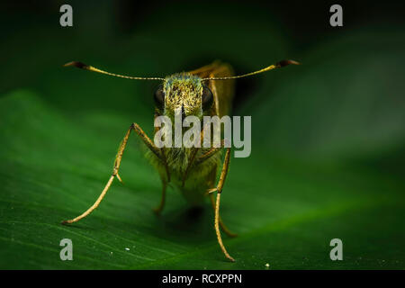 Vordere Seite nach der Motte und Suchen auf grünes Blatt in der Natur Garten Stockfoto