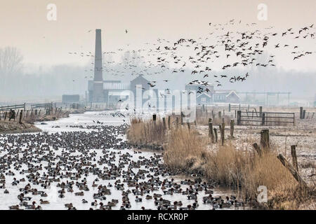 Die Niederlande, Nijkerk, Arkemheen Polder, Ehemaliger dampfbetriebenen Pumpwerk Hertog Reijnout. Paar Seeadler wasservögel Jagen. Winter, Frost. Stockfoto