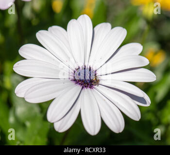 Farbe makro Bild eines offenen weiß blühenden Cape daisy/Marguerite Blume mit einer Biene auf schwarzem Hintergrund Stockfoto